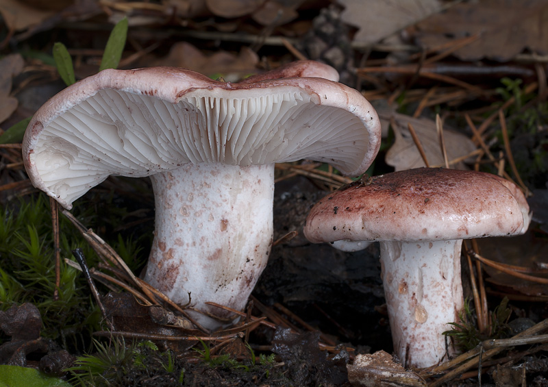 Hygrophorus russula